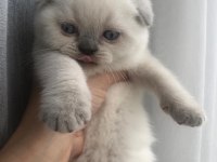 Scottish fold cinsi yavru kediler