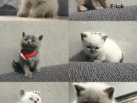 2 Aylık British Shorthair Pluepoint Yavrularım