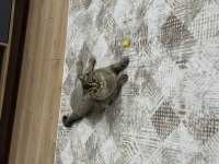 Ücretsiz Sahiplendirme Kedimiz