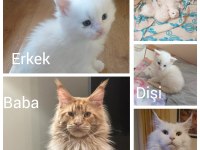 Maine coon yavru kedimiz
