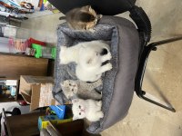 British Shorthair Yavruları