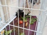 2 Adet Dişi Guinea Pig Ve Büyük Kafes