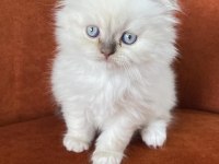 Scottish fold longhair blue point