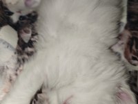 Kar Beyazı British Longhair Kedimiz