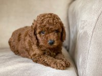 Toy Poodle Yavruları