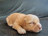 Maltese Terrier Ve Shih-Tzu