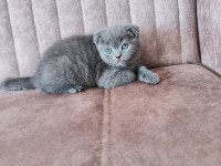 Sağlıklı Ve Safkan Scottish Fold Yavruları