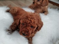 Orjinal Toy Poodle Yavrular