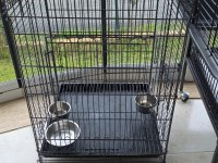 El Beslemesi Konuşan Jako Papağanı