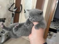 British Shorthair Kedisi