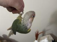 Oyuncu Konur Papağanımız