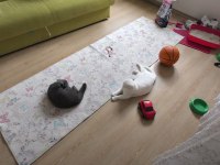 British Shorthair Yavrularımız Hazır