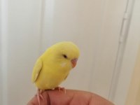 1 Aylık Yavru Erkek Muhabbet Kuşu