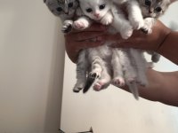 Scottish Fold Yavru Kedilerimiz