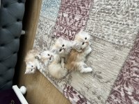 2 Aylık Erkek-Dişi İran Kediler