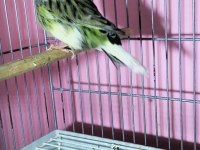 Gloster Erkek Kanarya