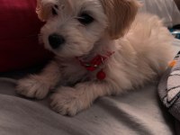 Maltese terrier yavru