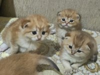 Şampiyon kan hattın ny11 ve ny12 golden british çocukları