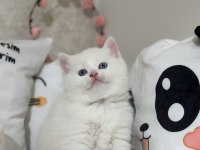 Kar gibi british shorthair