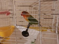 2 yaşında erkek cennet papağanı