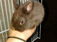 Hollanda Cüce Tavşanı Bebeklerimiz Yeni Yuvalarını Arıyor