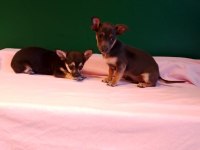 Mükemmel Pinscher Yavrularımız