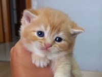 British shorthair ny12