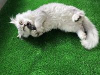 Sahibinden british longhair erkek kedi