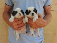 Ev Ortamında Bakılan Kendi Köpeğimizin Yavrularıdır