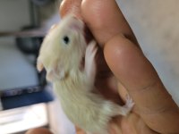 Yavru Hamster Ve Kafes Takımları
