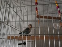 Sevda Cennet Papağanı