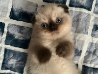 Güzel Kedi Yavrularımız Yeni Yuvasını Arıyor
