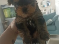35 Günlük Erkek/Dişi Şecereli Yorkshire Terrier Bebekler