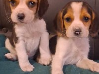 Sağlıklı beagle yavru köpekler