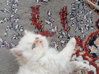 İran Persian Longhair