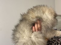 3 Aylık Dişi Pomeranian Yavrular