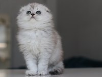 Full Şecereli Babadan Teslime Hazır Erkek British Longhair