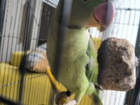 9 Aylık Erkek Alexander