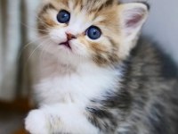 Şeker suratlı black golden british shorthair yavrumuz