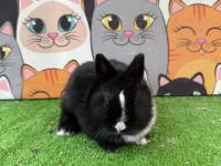 Safkan Cuce Tavşan Yavruları