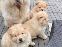 Çin aslanı yavrular gelip görerek alabilirsiniz adrese teslimat var