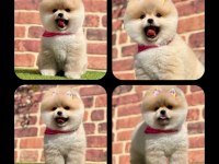 Orjinal Pomeranian Köpekler