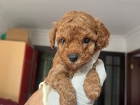 Sevimli Poodle Yavrularımız