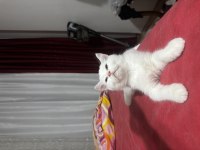 Beyaz British Longhair Bebekler Yeni Yuvalarına Hazırlar