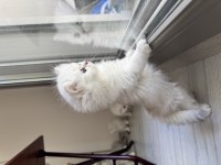 Orjinal En Tatlı British Longhair Bebekler