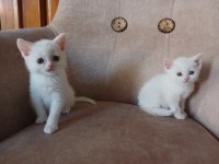 Safkan british shorthair erkek