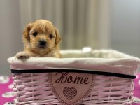 Maltipoo En Küçük Boy Yavrularımız