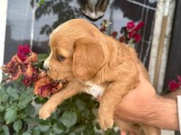 Satılık 45 Günlük American Cocker Yavrular Yeni Yuva Arıyor