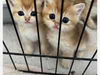 British shorthair n11 12