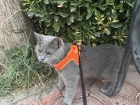 British Shorthair 2 Yaşında